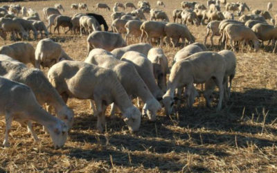 URGENTE financiar la compra de un millar de ovejas Merinas trashumantes