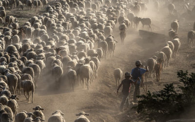 Trashumancia en la sierra de Guadamarra