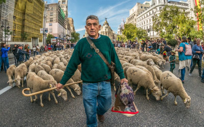 El rebaño de Babia invade el centro de Madrid