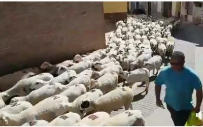 VIDEO DE SALIDA TRASHUMANCIA JUDIT BALLARÍN CON 1.200 OVEJAS Y CABRAS A MERLI (HUESCA)