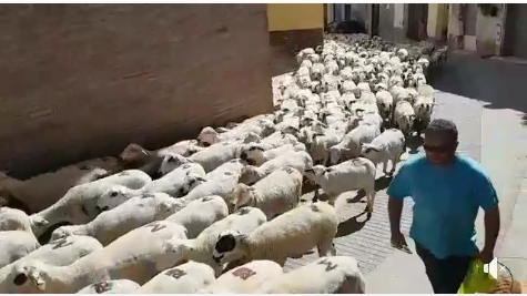 VIDEO DE SALIDA TRASHUMANCIA JUDIT BALLARÍN CON 1.200 OVEJAS Y CABRAS A MERLI (HUESCA)