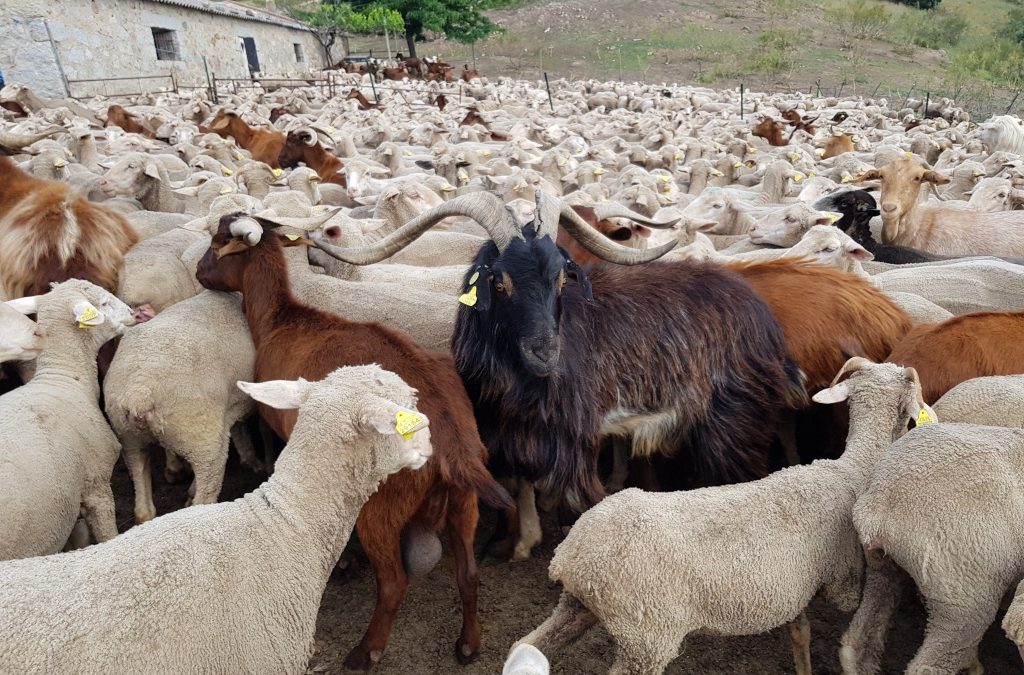 SALIDA DEL REBAÑO TRASHUMANTE DESDE LA COMUNIDAD DE MADRID HACIA LOS PICOS DE EUROPA, EN LAS MONTAÑAS DE LEÓN