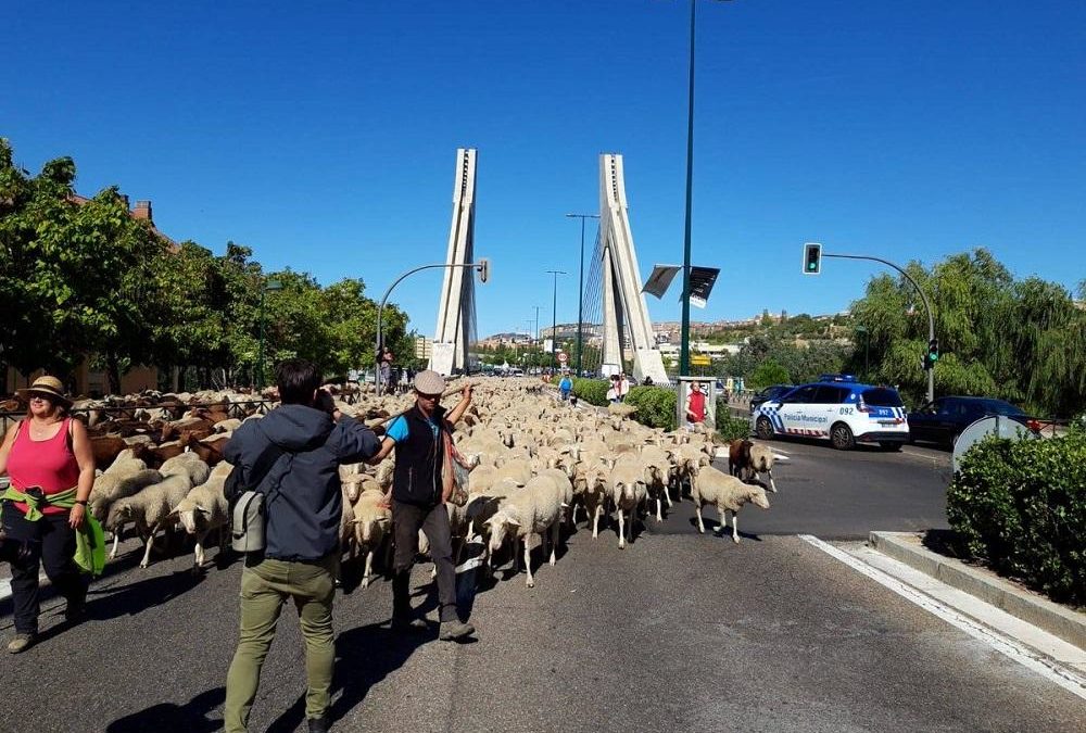 La trashumancia deja su huella en Valladolid (DIARIO DE VALLADOLID)