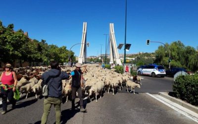 La trashumancia deja su huella en Valladolid (DIARIO DE VALLADOLID)