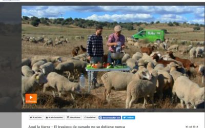 REPORTAJE RTVE “AQUI LA TIERRA” EL TRASIEGO DEL GANADO NO SE DETIENE NUNCA” 30.10.2018